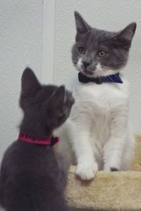 Picture of Milkshake