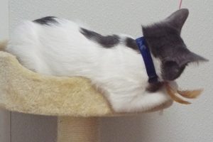 Picture of Milkshake