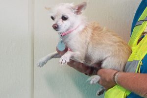 Picture of Missy
