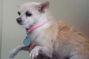 Picture of Missy