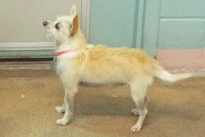 Picture of Missy