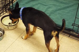 Picture of Ralph