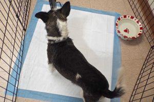 Picture of Rascal
