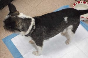 Picture of Rascal