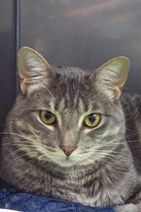 Picture of Remus