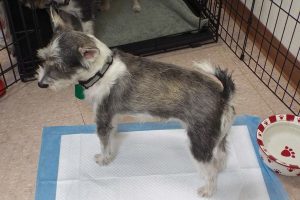 Picture of Ruger