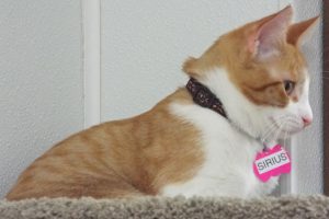 Picture of Sirius