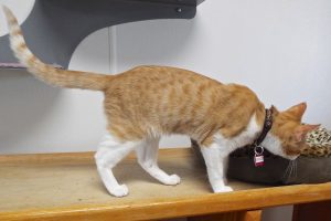 Picture of Sirius
