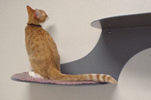 Picture of Sirius