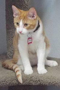 Picture of Sirius