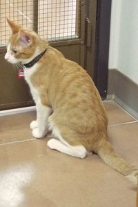 Picture of Sirius