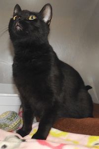 Picture of Snickers