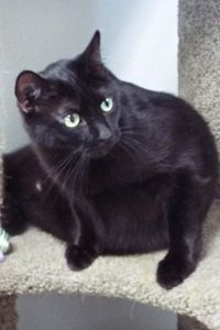 Picture of Snickers