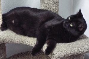Picture of Snickers