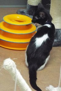 Picture of Sundae
