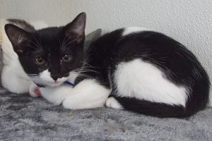 Picture of Sundae