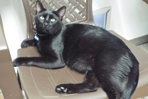 Picture of Twix