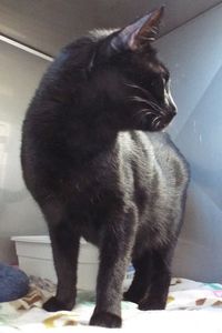 Picture of Twix