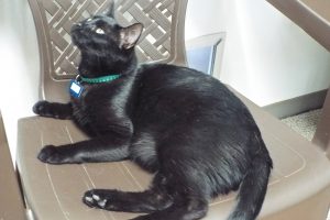 Picture of Twix