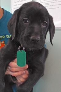 Picture of Vader