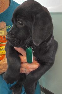 Picture of Vader