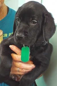 Picture of Vader