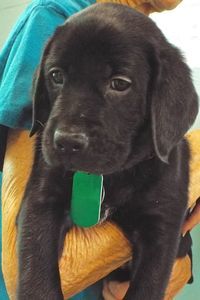 Picture of Vader
