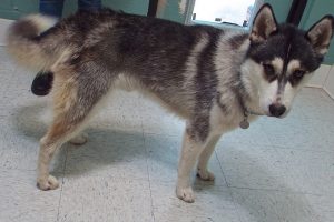 Picture of Zeus