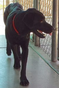 Picture of Ace
