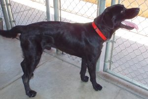 Picture of Ace