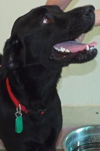 Picture of Ace