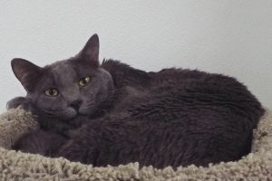 Picture of Beauregard
