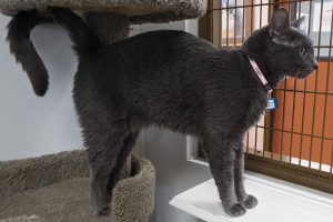Picture of Beauregard