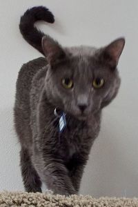 Picture of Beauregard