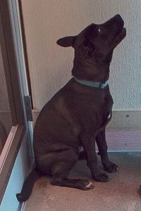 Picture of Bonnie