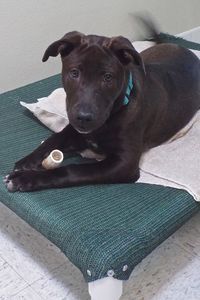 Picture of Bonnie