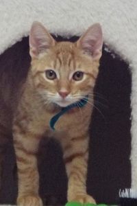 Picture of Butterscotch