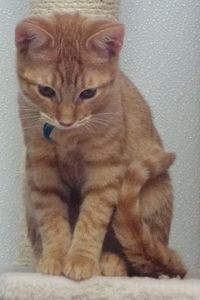Picture of Butterscotch