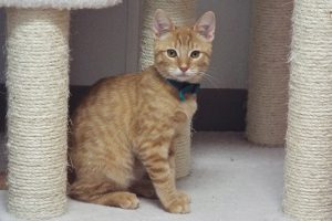 Picture of Butterscotch