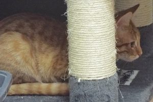 Picture of Butterscotch