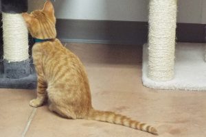 Picture of Butterscotch