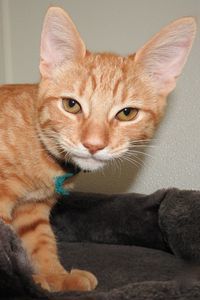 Picture of Butterscotch