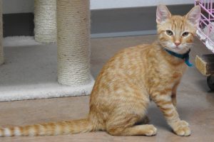 Picture of Butterscotch