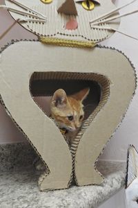 Picture of Butterscotch