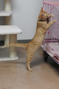 Picture of Butterscotch