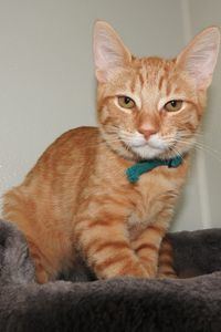 Picture of Butterscotch