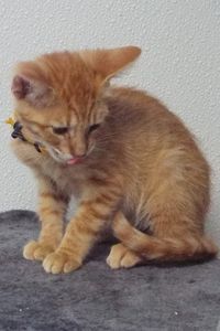 Picture of Butterscotch