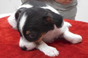 Picture of Coco Puff