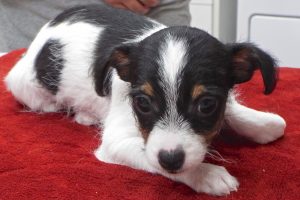Picture of Coco Puff