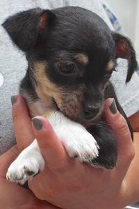 Picture of Cream Puff